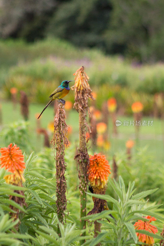 Sunbird on Kniphorfia (Red hot poker)或Torch Lilly